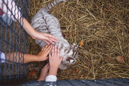Crueldad en Mazamitla, Jalisco: drogan a animales en &ldquo;Camino Real del Tigre&rdquo; para que turistas los toquen