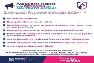 Denuncia el maltrato animal, ayuntamiento de puebla te dice c&oacute;mo
