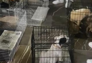 Mediante operativo interinstitucional, SGG decomisa 12 animales en Analco