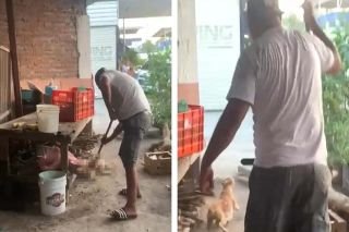 Indignante!!! Sujeto le clava una varilla a una perrita embarazada en Michoac&aacute;n