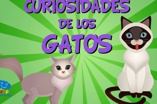 Datos curiosos sobre gatos segunda parte