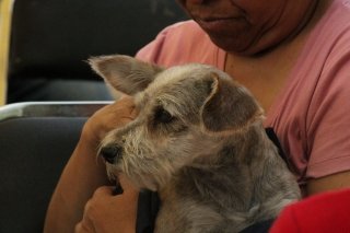 Promueven salud y cuidado animal en jornada organizada por el Gobierno de la Ciudad