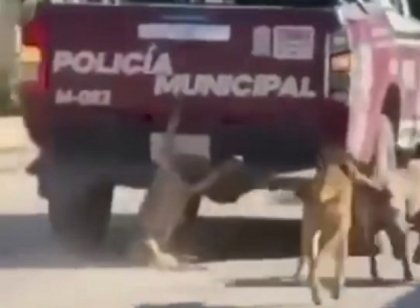 ​&ldquo;Quien maltrata a un animal, es m&aacute;s animal&rdquo;: Armenta fija postura firme ante crueldad en Xochiltepec
