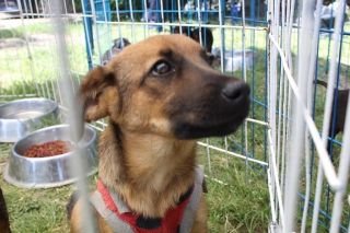 &iexcl;Ojo! no compres mejor adopta una mascota este D&iacute;a de Reyes