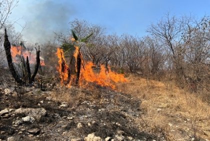 Incendio forestal en Jolalpan fue controlado y liquidado al 100%: Protecci&oacute;n Civil
