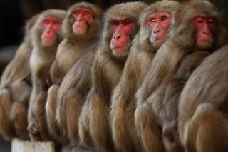 &iquest;Por qu&eacute; monos est&aacute;n atacando en Jap&oacute;n? Suman casi 50 agresiones