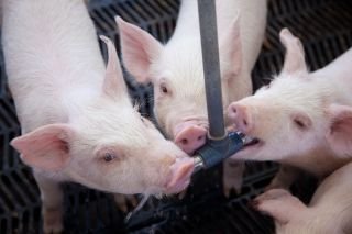 Granjas Carroll de M&eacute;xico logra reducci&oacute;n de hasta 40 % en el uso de agua en varios de sus procesos