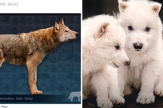 Empresa biot&eacute;cnica Colossal revive al lobo terrible extinto hace 70 mil a&ntilde;os