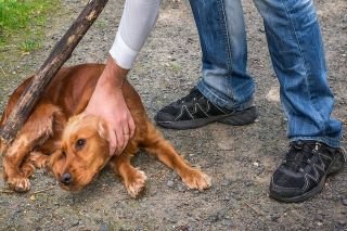 El maltrato hacia los animales; el inicio de la violencia social