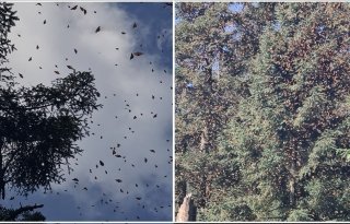Abren 5 santuarios de mariposa monarca en Michoac&aacute;n y Estado de M&eacute;xico