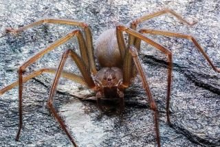 Inicia temporada de ara&ntilde;a violinista: recomendaciones por si te pica una