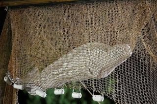 &iexcl;Adi&oacute;s, vaquera! La beluga extraviada en el r&iacute;o Sena muri&oacute; durante el intento de rescate