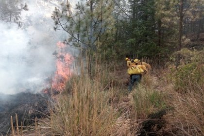 Brigadas forestales extinguen incendio de Tlachichuca