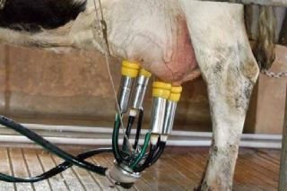 Conoce la brutalidad con la que orde&ntilde;an las vacas