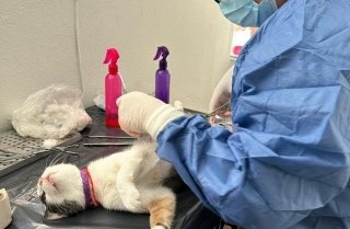 Xiutetelco consolida un programa permanente de salud para seres sintientes con su 45&ordf; jornada de esterilizaci&oacute;n gratuita