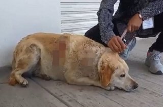 Mil 800 casos de maltrato animal: &iquest;Puebla un estado de agresores sintientes?