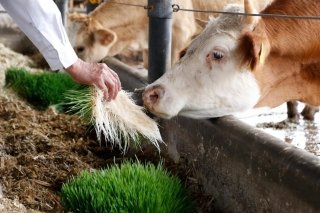 Altosano Granjas Carroll capacita para alimentar a peque&ntilde;as especies en el estiaje