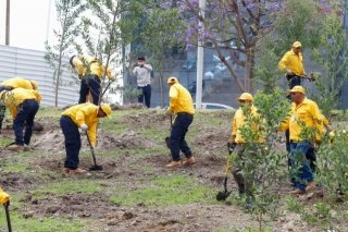 Gobierno estatal y ambientalistas fortalecen bosque urbano del CIS