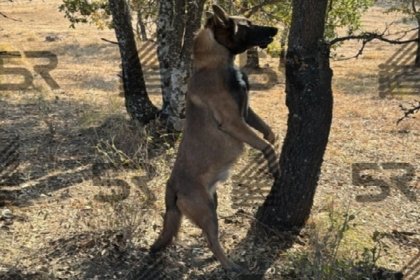 Crueldad extrema en Haras del Bosque: Localizan a perro asfixiado en un &aacute;rbol
