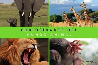 Datos curiosos sobre el reino animal y vegetal que de seguro te interesar&aacute;n