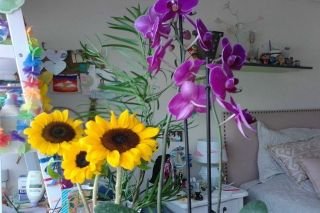 &iquest;Qu&eacute; significa cada una de las 5 flores m&aacute;s regaladas este 14 de febrero?