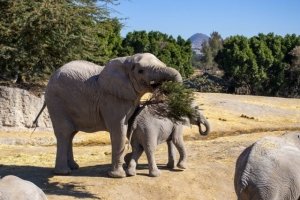 &ldquo;Verde Navidad&rdquo; alcanz&oacute; su meta: 5,000 &aacute;rboles reciclados gracias a la ciudadan&iacute;a