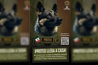 &iexcl;Adi&oacute;s h&eacute;roe! Proteo, perro que muri&oacute; en Turqu&iacute;a, tendr&aacute; un homenaje hoy en Santa Luc&iacute;a