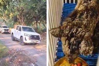 Osa Mina llega a su nueva casa, la Fundaci&oacute;n Invictus en Hidalgo