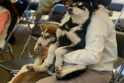 Acerca Gobierno de la Ciudad servicios de bienestar animal a familias de Miravalle