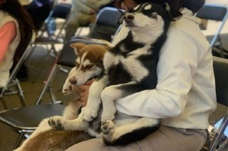 Acerca Gobierno de la Ciudad servicios de bienestar animal a familias de Miravalle