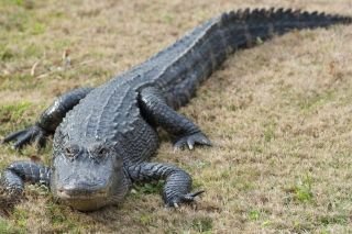Capturan cocodrilo de metro y medio en Hidalgo; creciente de r&iacute;os podr&iacute;a haberlo tra&iacute;do