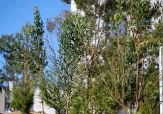 Bosques urbanos en CIS y Parque Ecol&oacute;gico ee fortalece con 2 mil 200 nuevos &aacute;rboles