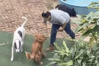 Guarder&iacute;a de perros en Veracruz es exhibida en VIDEO por maltrato animal