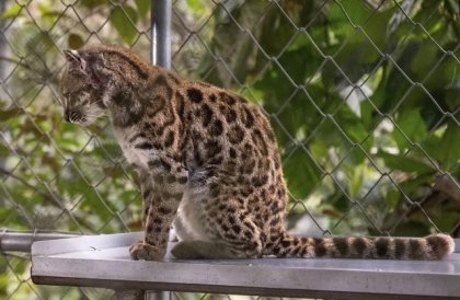 &iexcl;Hist&oacute;rico! Descubren nueva especie de gato tras m&aacute;s de 100 a&ntilde;os sin hallazgos