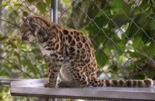 &iexcl;Hist&oacute;rico! Descubren nueva especie de gato tras m&aacute;s de 100 a&ntilde;os sin hallazgos
