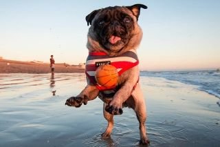 Hoteles donde puedes vacacionar con tu perrito en M&eacute;xico