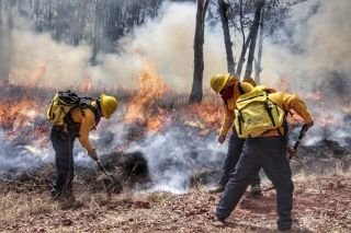 Calores provocan incendios forestales y arrasan con m&aacute;s de 200 hect&aacute;reas &nbsp;