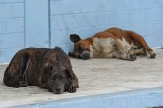 &iexcl;Crueldad en Nuevo Le&oacute;n! Encuentran 15 perros calcinados en un predio
