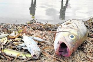 Se seca presa en Ajuchitl&aacute;n, Guerrero; mueren toneladas de peces