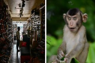 &iexcl;No me lo van a creer! Mono provoca apag&oacute;n general en Sri Lanka