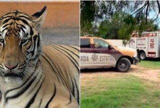 Alerta en Xicotepec: tigre se escapa tras el desborde del r&iacute;o San Marcos
