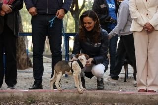 Ayuntamiento de Puebla va por la esterilizaci&oacute;n de m&aacute;s de 3 mil &lsquo;lomitos&rsquo; y gatos