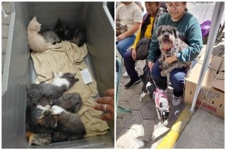 Acerca Gobierno de la Ciudad servicios de bienestar animal a colonias del municipio
