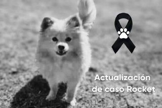 Inicia FGE estudios post mortem a Rocket asesinado y devuelto a su hogar en Didi: Gobierno de Puebla