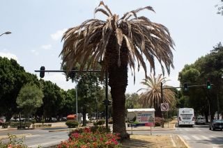 Contin&uacute;a en marcha tratamiento para rescatar arbolado del municipio