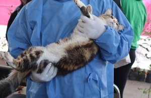 Con &eacute;xito contin&uacute;an las Jornadas de Protecci&oacute;n Animal en la capital de Puebla