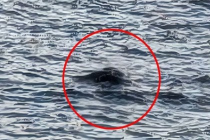 Reportan supuesto avistamiento del monstruo del lago Ness: foto despierta curiosidad