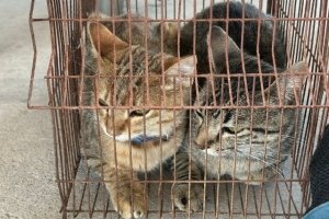 Sanciona Gobierno de la Ciudad a ciudadano por maltrato animal