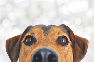 &iquest;Cuando y por qu&eacute; se celebra el d&iacute;a del perro?