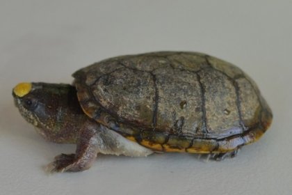 Roban tortugas &ldquo;Casquito de Vallarta&rdquo; del CUCosta; est&aacute;n en peligro de extinci&oacute;n